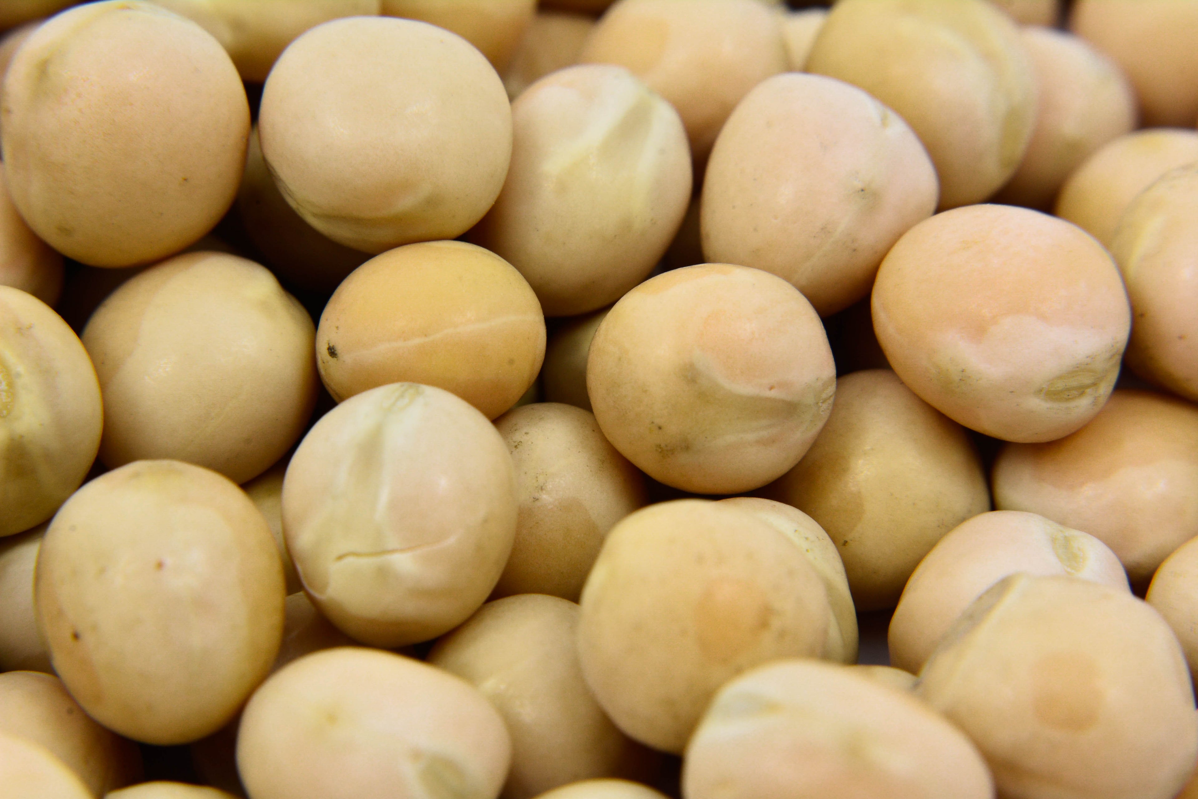 ALBERJON JUMBO ORO AMARILLO